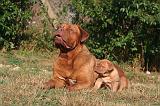 DOGUE DE BORDEAUX 440